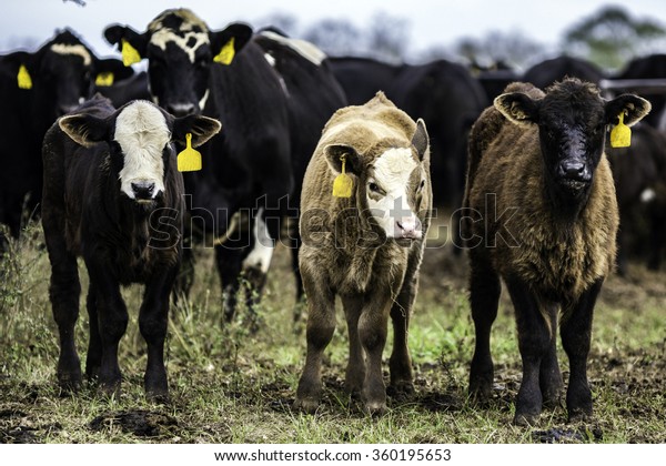 Three Commercial Angus Crossbred Calves Standing Stock Photo (edit Now 