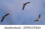 Three common crane (Grus grus) or Eurasian crane in flight over Isonzo river mouth nature reserve, isola della Cona, Friuli Venezia Giulia, Italy. Migratory birds at the end of the winter season.