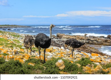 Three Common Ostriches On The Pebble Beach Of Cape Of Good Hope Nature Reserve In Cape Peninsula National Park, South Africa.