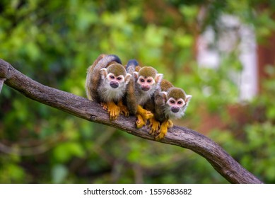 Three common squirrel monkeys sitting on a tree branch very close to each other