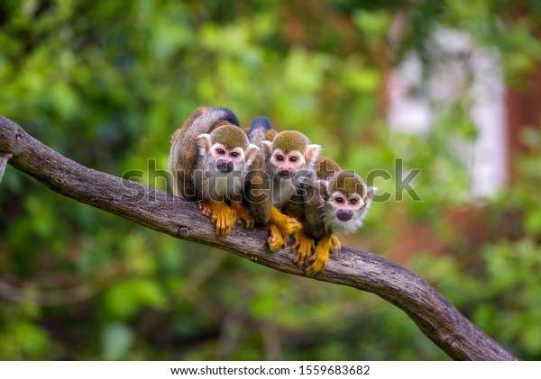 Three common squirrel monkeys sitting on a tree\
branch very close to each\
other