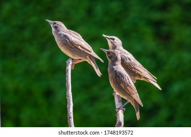 Three Common Starlings Perched On Branches