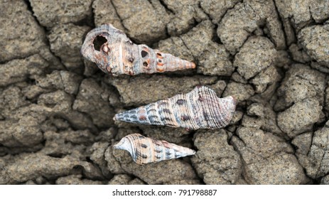 Three Conch Shells Pointing Left And Right On A Rocky, Cracked Stone Background