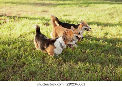 Three Corgi Dogs Running On The Grass On Sunny Day In The Summer Or Autumn. Owning Multiple Dogs. Welsh Corgi Pembroke And Cardigan Purebred Puppies.