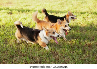 Three Corgi Dogs Running On The Grass On Sunny Day In The Summer Or Autumn. Owning Multiple Dogs. Welsh Corgi Pembroke And Cardigan Purebred Puppies.