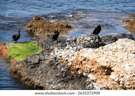 Three Cormorans perched on the rocks by the shore under the sun in Spain