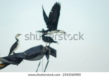 Similar – Barn swallows, young and adult birds