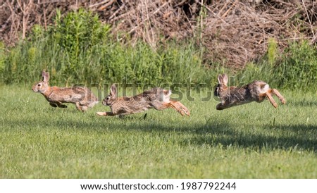 Three Cotton Tail Rabbits Chasing Each Other