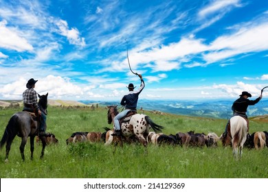 Three Cowboys Drive Herd Of Horses