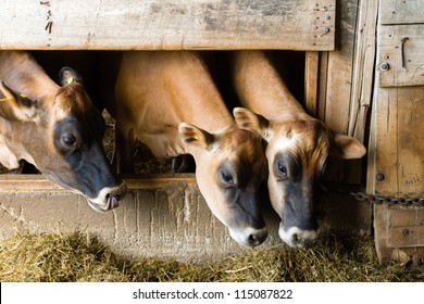 Three Cows Eat Inside Of A Dairy Barn.