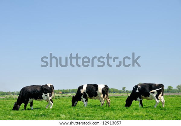 Three Cows Grazing Meadow Stock Photo (Edit Now) 12913057