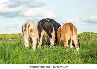 Three cows grazing, seen from behind, horizon with a soft blue sky with some white clouds.