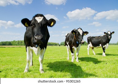 Three cows on the green grass