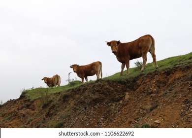 Three cows in a row on the mount Olympus