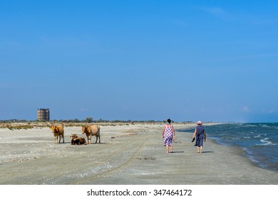 Three cows spotted walking on a sandy beach. Horizontal view of a flock of cows walking on the beach, early in the morning of a sunny summer day.
