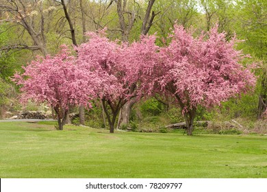 Three Crab Apple Trees In Full Bloom.