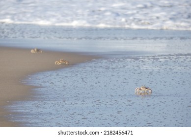 Three Crabs Walking In A Line On The Beach.