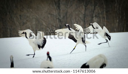 Three crane stooges