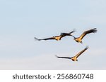 Three cranes flying in the sky