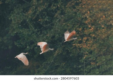 Three crested ibises flying gracefully through the forest with outstretched wings