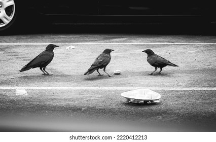 Three Crows With Food Residues