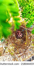 Three Crows In The Nest.