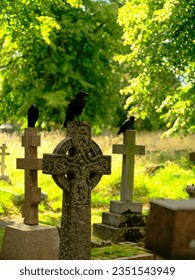 three crows on a cemetery