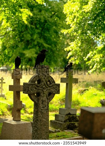 three crows on a cemetery