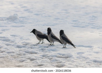 Three Crows On The Snow In Winter