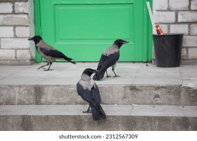 Three crows on the steps against the background of a green door.