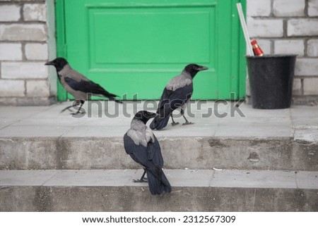 Three crows on the steps against the background of a green door.