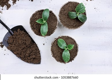 Three cucumber seedling plants in peat pots with gardening trowl pots and soil on a white wooden table. Image shot from above in flat lay style.