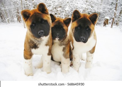 American Akita Images Stock Photos Vectors Shutterstock