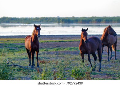 Three Curious Ponies