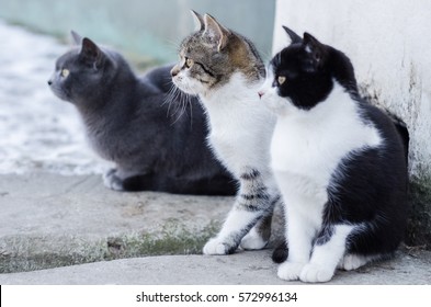 Three Curious Cats