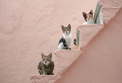 
Three Curious Cats Of Various Colours Posing Together On Steps Of A Pale Pink Stony Outside Stairway In A Village On The Greek Island Chios, North Aegean, Greece, Europe 
