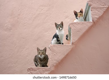 
Three curious cats of various colours posing together on steps of a pale pink stony outside stairway in a village on the Greek island Chios, North Aegean, Greece, Europe  - Powered by Shutterstock