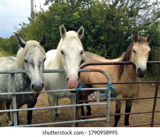 Three Curious Ponies