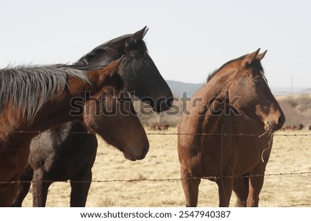Similar – Image, Stock Photo Cute and curious horse