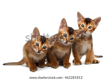 Three Cute Abyssinian Kitten Sitting and Curious Looks, Stare in Camera on Isolated White Background, Front view, Playful cat family