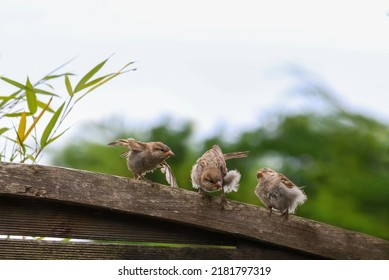 Three cute baby birds on garden fence. Fledgling house sparrow chicks learning to fly. "Passer Domesticus", Dublin, Ireland - Shutterstock ID 2181797319