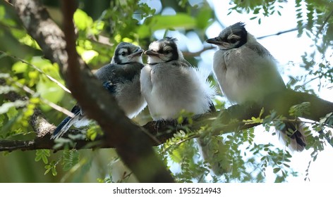 Baby Blue Jay Images Stock Photos Vectors Shutterstock