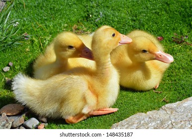 Royalty Free Three Baby Ducks Images Stock Photos Vectors