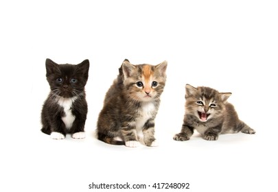 Two Cute Kittens On White Background Stock Photo Edit Now 58324117