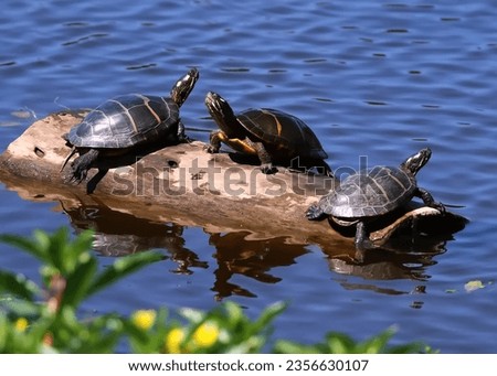 Three cute basking Painted Turtles