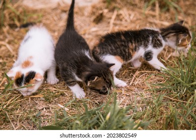 Three Cute Cats First Time Outside