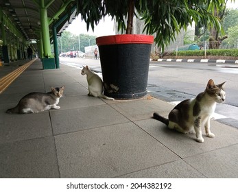 Three Cute Cats On Floor Near Plant. Side View