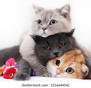 Three Cute Cats Sleep Together