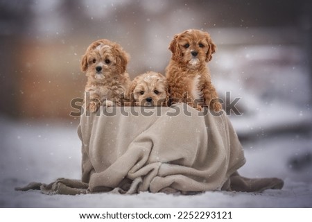 Three cute cavapoo puppy dogs posing in basket