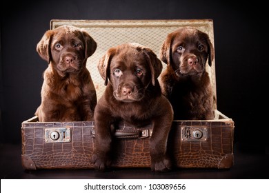 three cute chocolate puppies of Labrador Retriever amicably sitting in brown vintage leather suitcase on black background